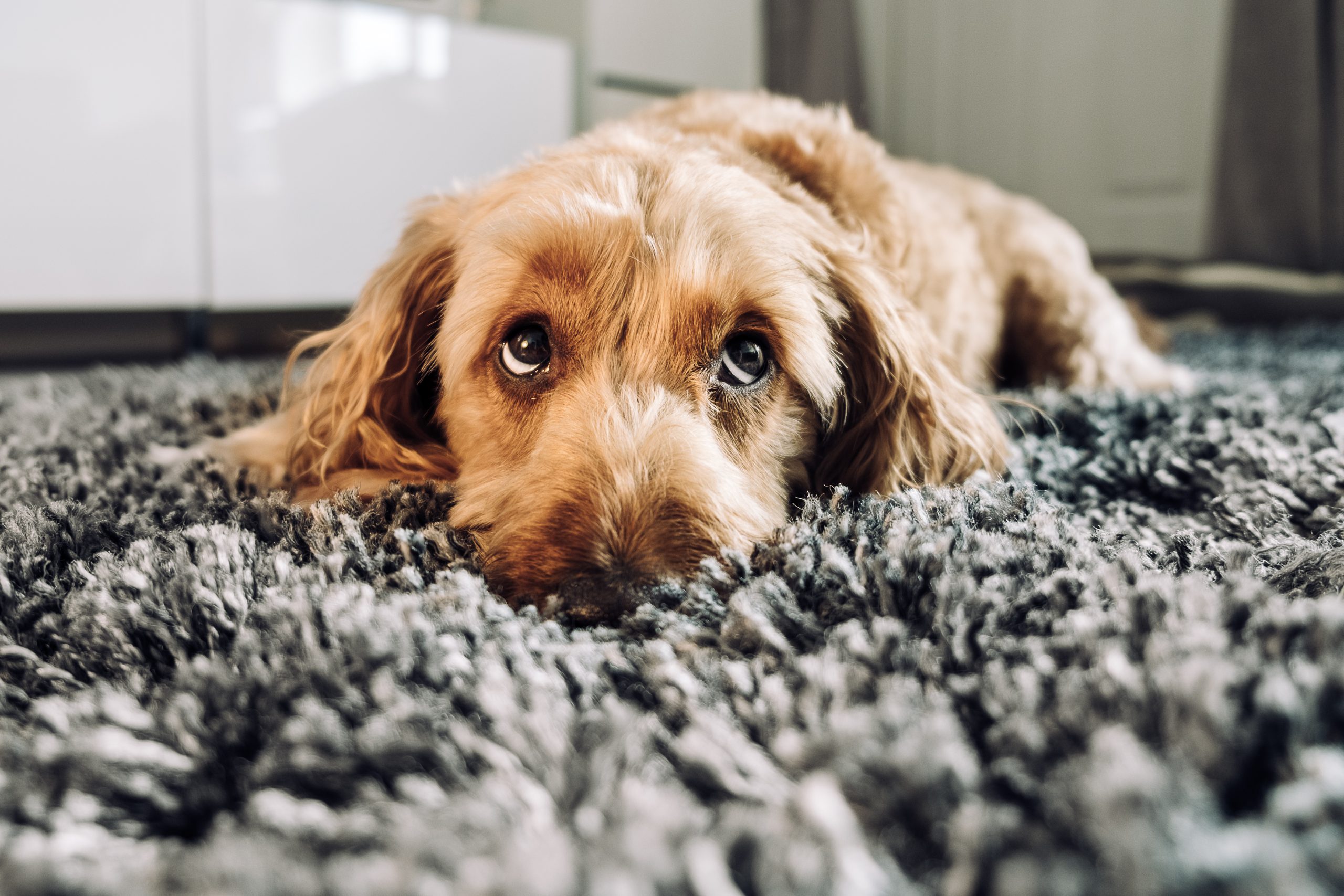 7 Maintenance Tips to Keep Your Shaggy Rugs Fluffy